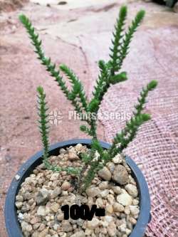 Cactus for sale