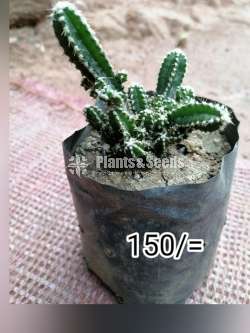 Cactus for sale