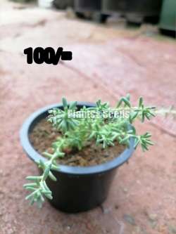 Cactus for sale