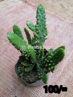 Cactus for sale