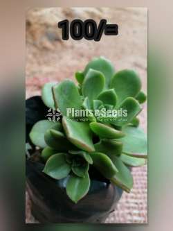 Cactus for sale