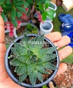 Cactus (කැක්ටස් පැල)
