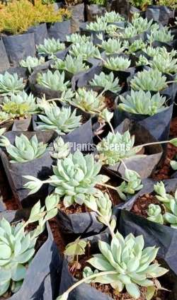 Cactus (කැක්ටස් පැල)