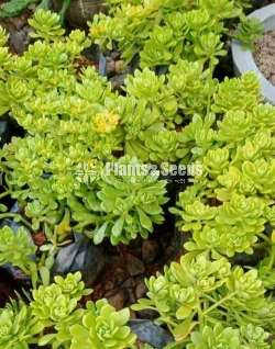 Cactus (කැක්ටස් පැල)