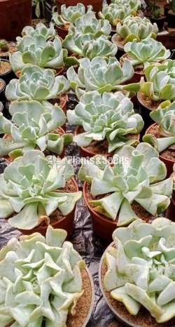 Cactus (කැක්ටස් පැල)