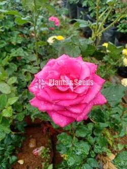 Roses Plants