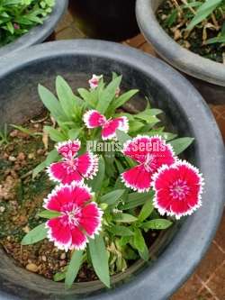 Carnation (කානේශන්)