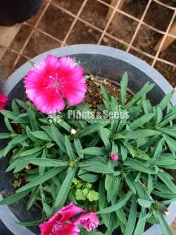 Carnation (කානේශන්)