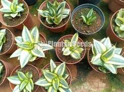 Sansevieria bird nest