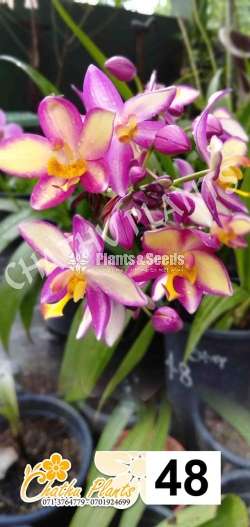 Ground Orchids (ග්‍රවුන්ඩ් ඕකිඩ් )