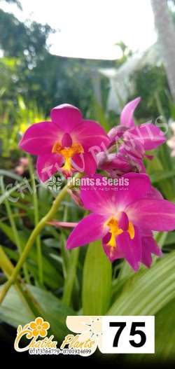 Ground Orchids (ග්‍රවුන්ඩ් ඕකිඩ් )