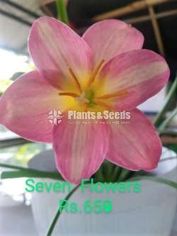 Rain lilly (රෙන් ලිලි )