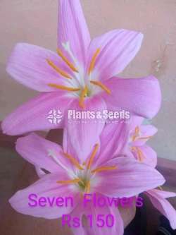 Rain lilly (රෙන් ලිලි )