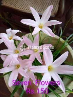 Rain lilly (රෙන් ලිලි )