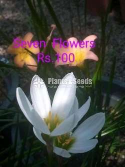 Rain lilly (රෙන් ලිලි )