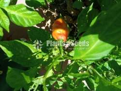 Scotch  bonnet  chilies  Dark green