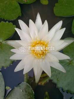 Ampla  Waterplant (අම්ප්ලා)