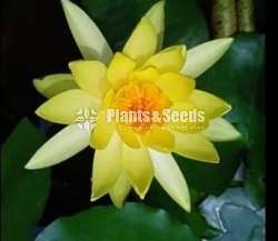 Mexican yellow water plants (මෙක්සිකන් යෙලෝ)