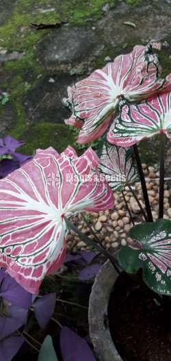 Caladium Collection