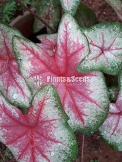 Caladium Collection