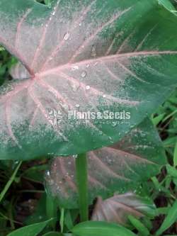 Caladium Collection