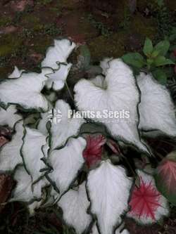Caladium Collection