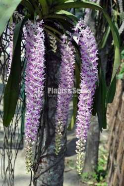 Gruluraja