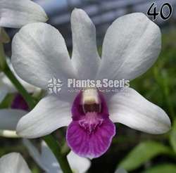 Dendrobium Orchids
