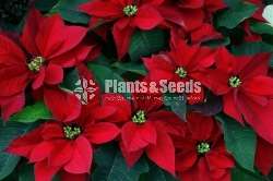 Poinsettia plants  (පොන්සිටියා)