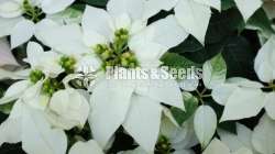 Poinsettia plants  (පොන්සිටියා)