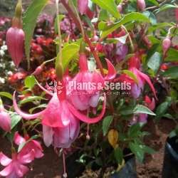 Fuchsia ( ෆියුසියා )