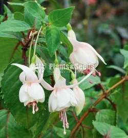 Fuchsia ( ෆියුසියා )