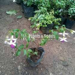 Fuchsia ( ෆියුසියා )