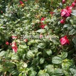 Fuchsia ( ෆියුසියා )