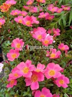 Japan Rosa (ජපන් රෝස )