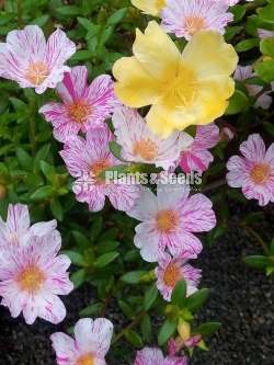 Japan Rosa (ජපන් රෝස )