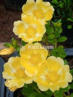 Japan Rosa (ජපන් රෝස )