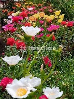Japan Rosa (ජපන් රෝස )