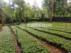 වික්‍රමආරච්චි පැල තවාන