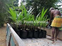 වික්‍රමආරච්චි පැල තවාන