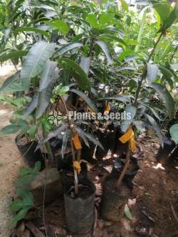 වික්‍රමආරච්චි පැල තවාන