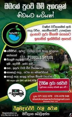 වික්‍රමආරච්චි පැල තවාන