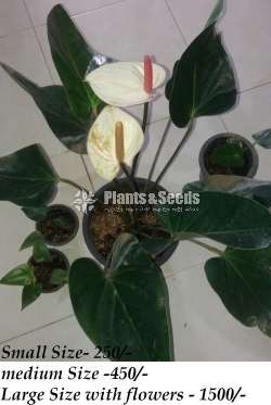 Ladyjain & Bangkok Anthurium for sale..??
