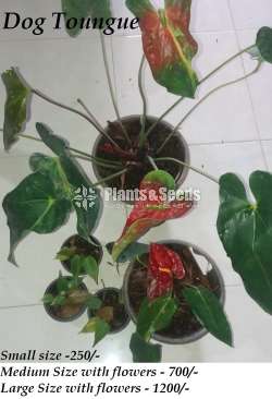 Ladyjain & Bangkok Anthurium for sale..??