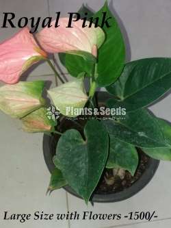 Ladyjain & Bangkok Anthurium for sale..??
