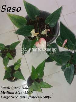 Ladyjain & Bangkok Anthurium for sale..??