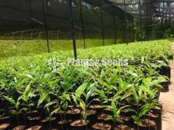 Agarwood Plants (අගාවුඩ් පැල)