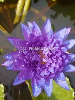 King of siam water lily (කිංග් ඔෆ් සියාම්)