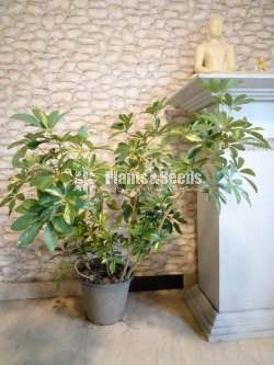 Indoor Plants