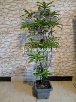 Indoor Plants